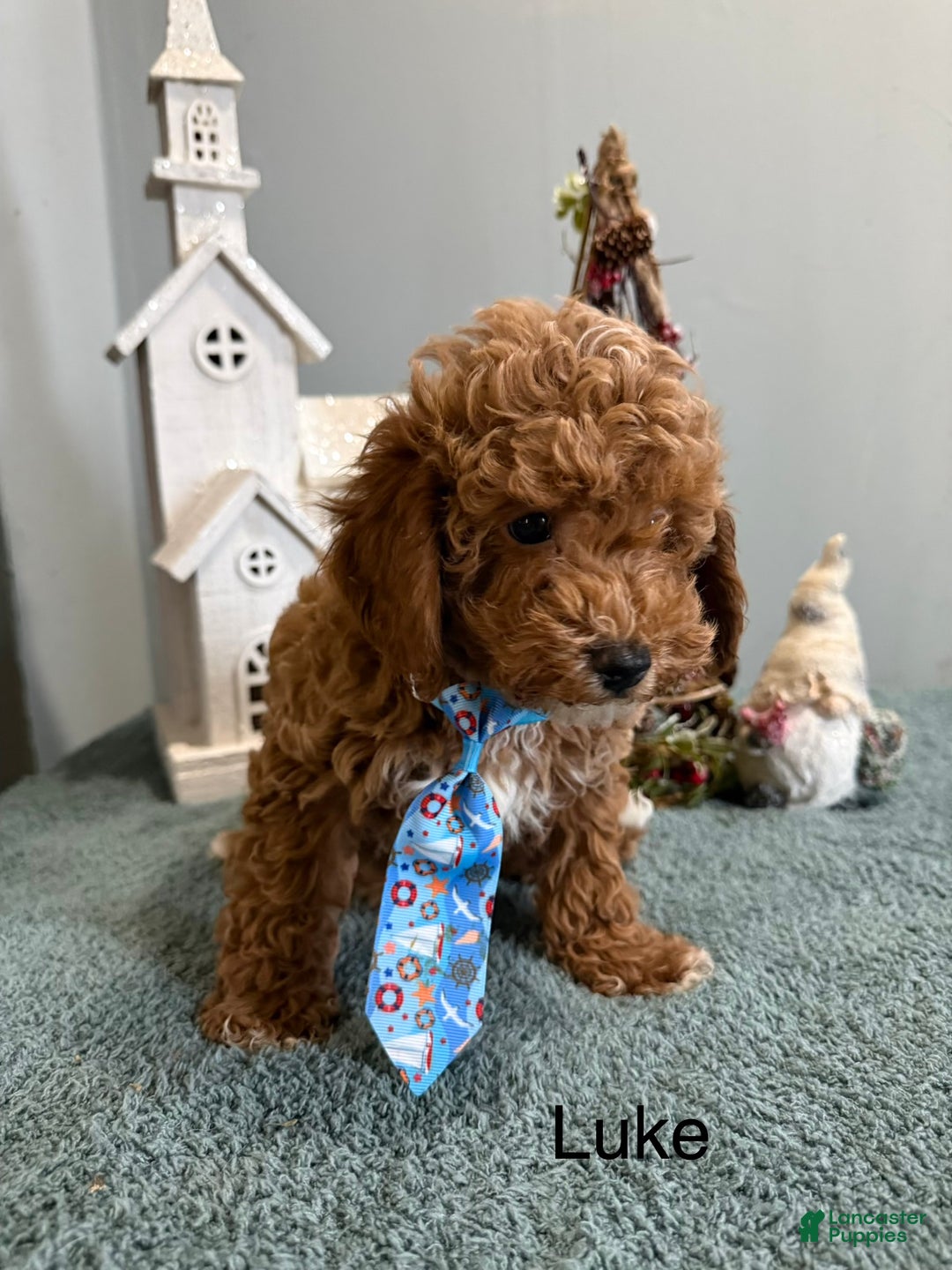 Mini Goldendoodle dogs for sale: Luke - Ad 4
