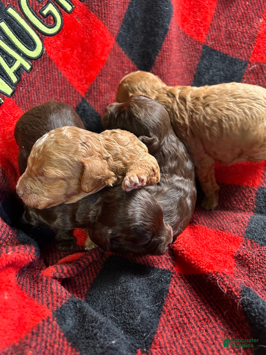 Cavapoo dogs for sale: Hansel - Ad 1