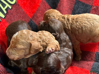 Cavapoo dogs Hansel - Ad 25