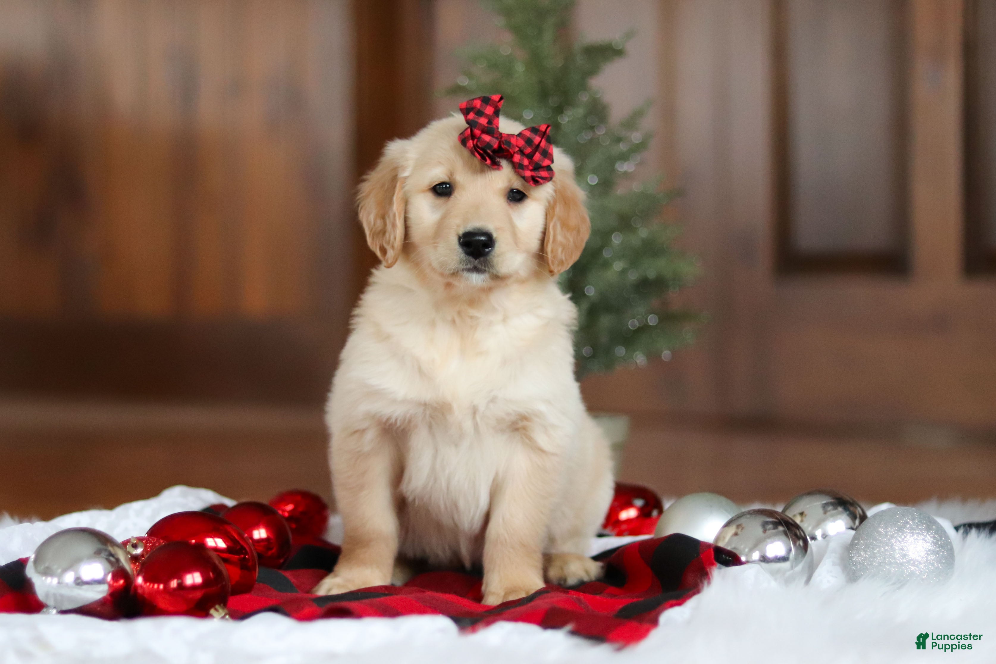 Golden Retriever dogs Sadie - Ad 40