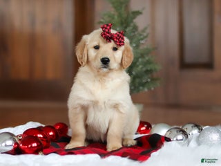 Golden Retriever dogs Sadie - Ad 9