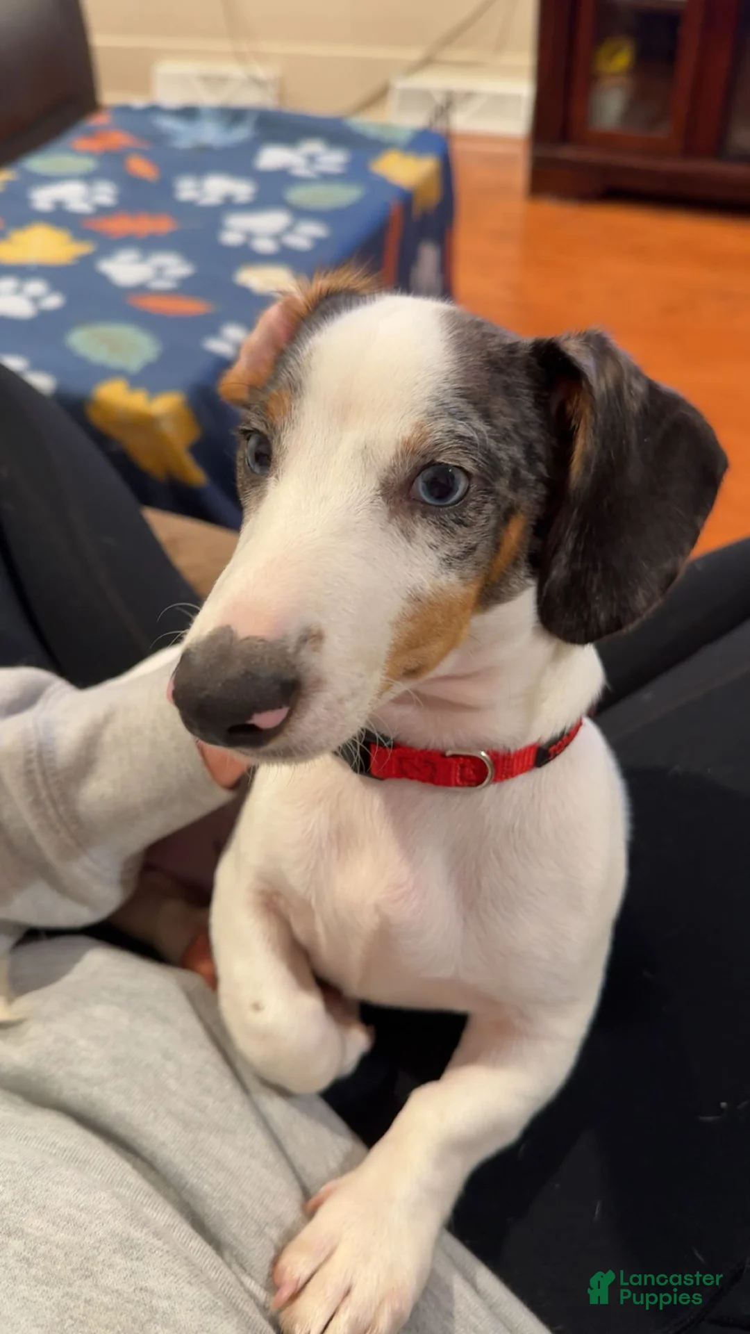 Dachshund dogs for sale: Dachshund Puppy 1 - Ad 1