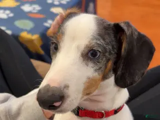 Dachshund dogs Dachshund Puppy 1 - Ad 33