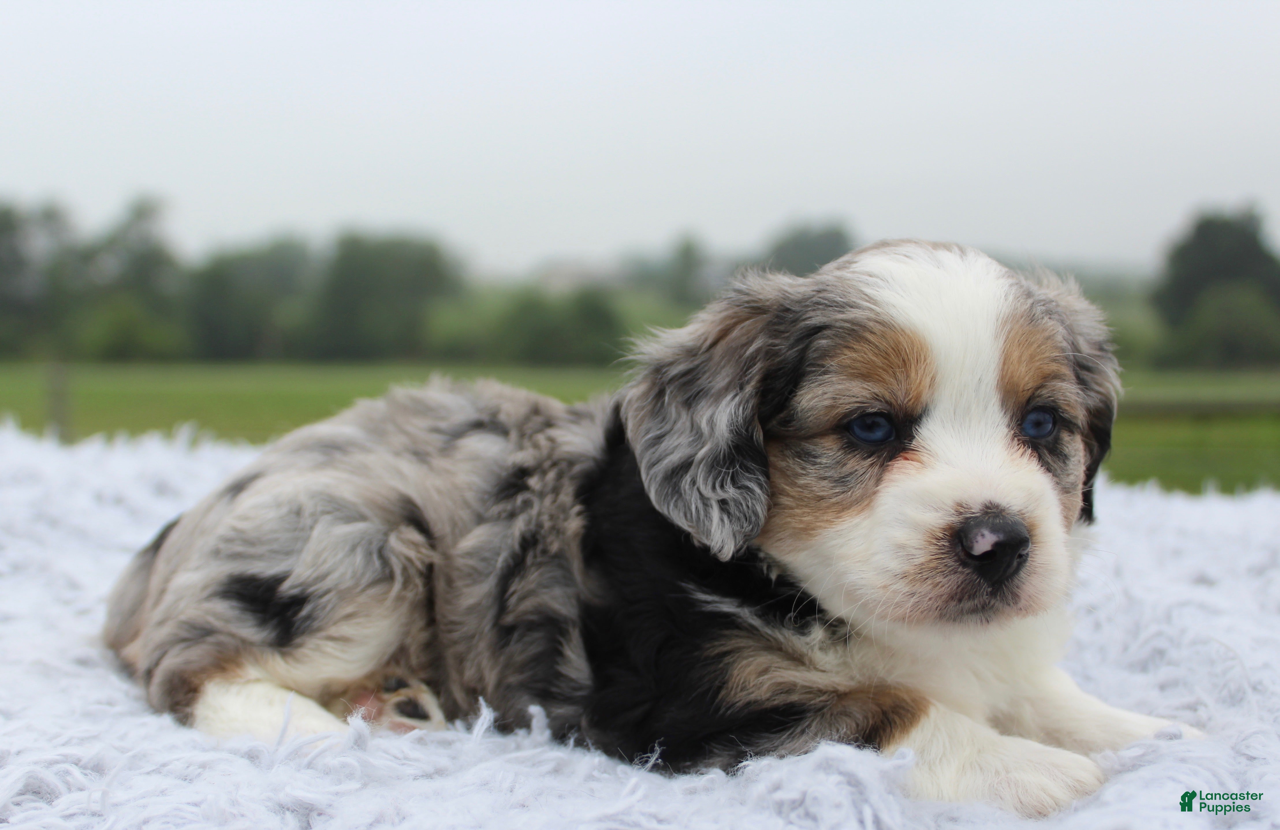 Mini Aussiedoodle dogs Mini Aussiedoodle 1 - Ad 12