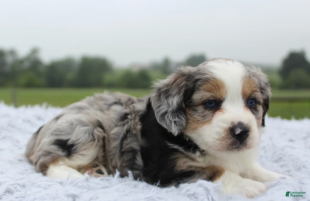 Mini Aussiedoodle dogs for sale: Mini Aussiedoodle 1 - Ad 1