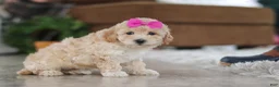 Maltipoo dogs for sale: Chloe - Ad 3