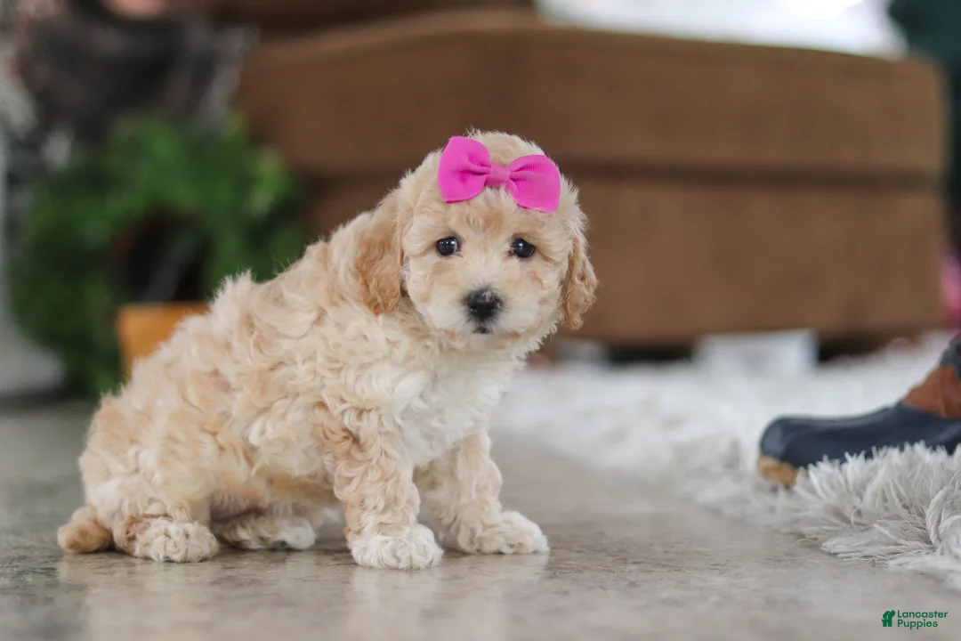 Maltipoo dogs for sale: Chloe - Ad 3