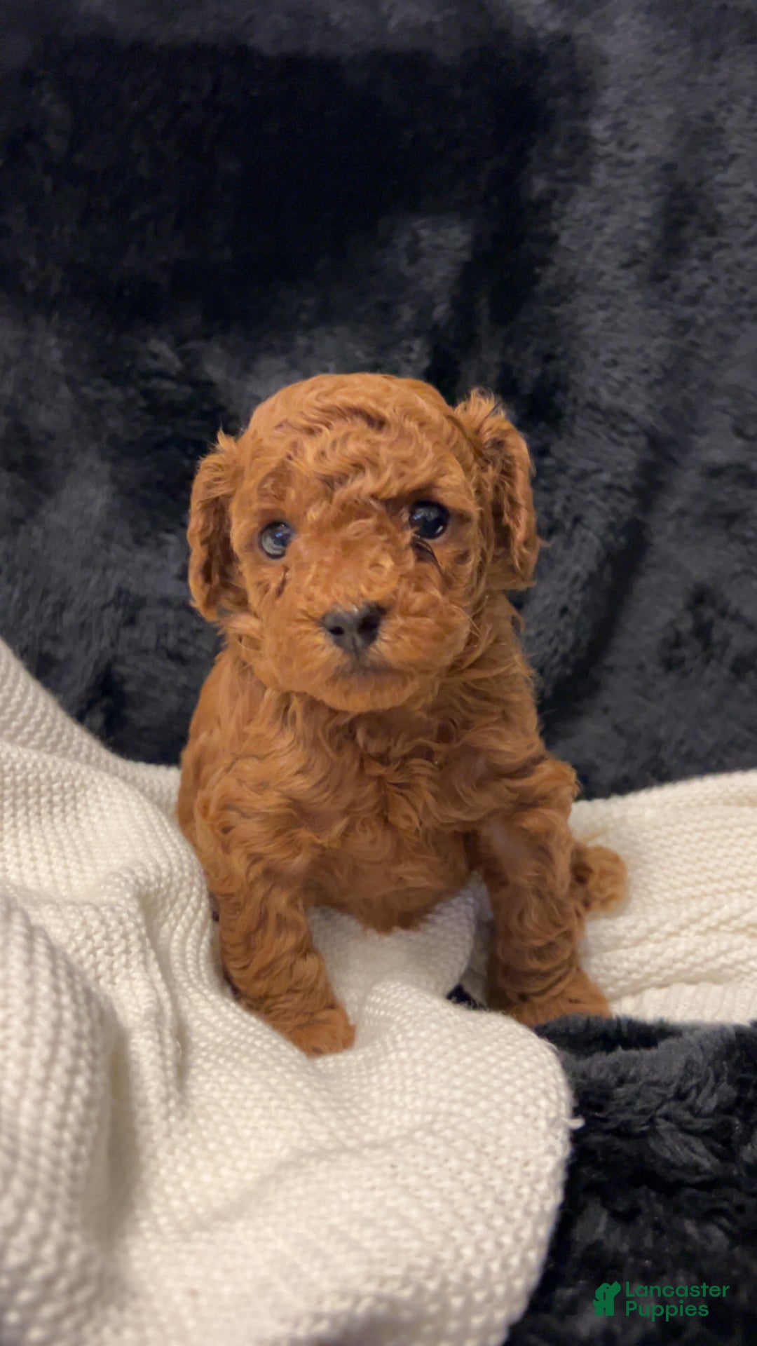 Toy Poodle dogs for sale: Dorthy - Ad 4