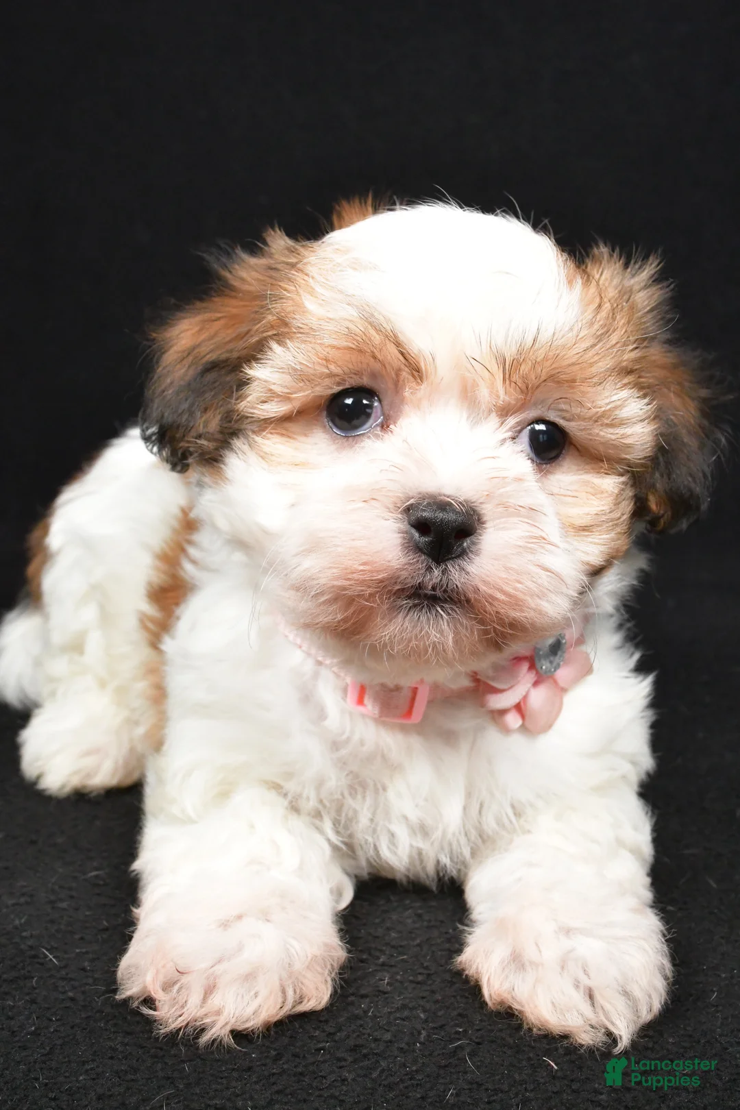 Havanese dogs for sale: Lori - Ad 4