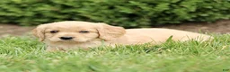 Miniature Golden Retriever dogs for sale: Tucker  - Ad 3
