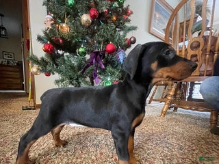 Doberman Pinscher dogs Hart - Ad 18
