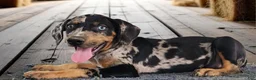 Catahoula Leopard Dog dogs for sale: Bug 2026 Female 1 - Ad 2