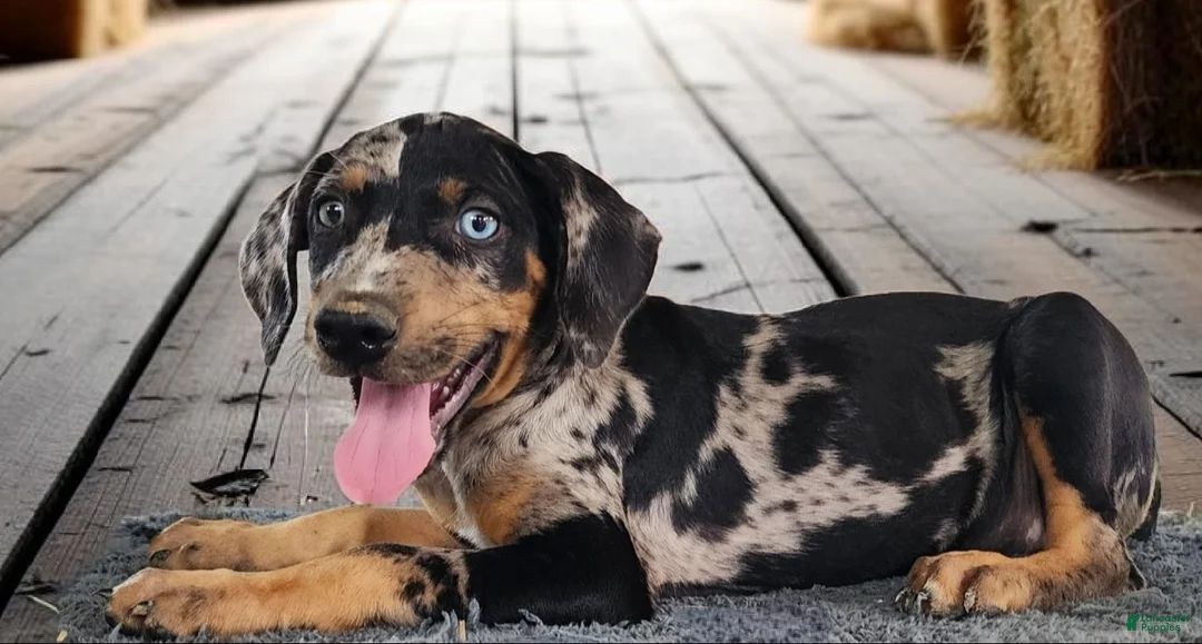 Catahoula Leopard Dog dogs for sale: Bug 2026 Female 1 - Ad 2
