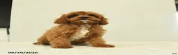 Cavapoo dogs for sale: Mercy - Ad 4