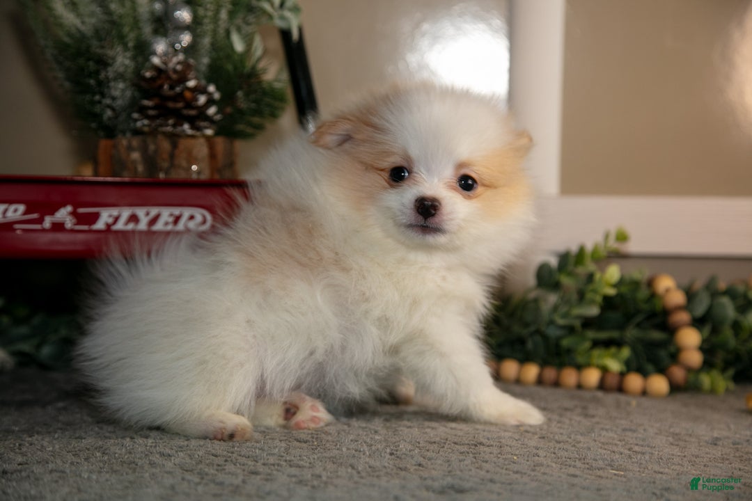 Pomapoo dogs for sale: Manny - Ad 3
