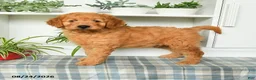 Mini Goldendoodle dogs for sale: Buster - Ad 3