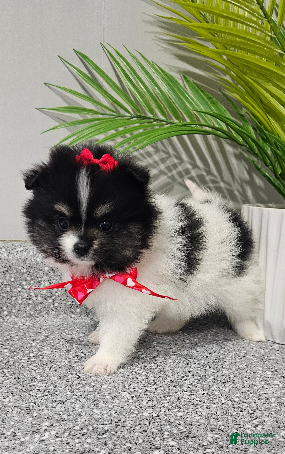 Pomeranian dogs for sale: Roxie  - Ad 10