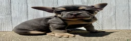 French Bulldog dogs for sale: Chance - Ad 4