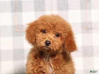 Miniature Poodle dogs - Ad 6