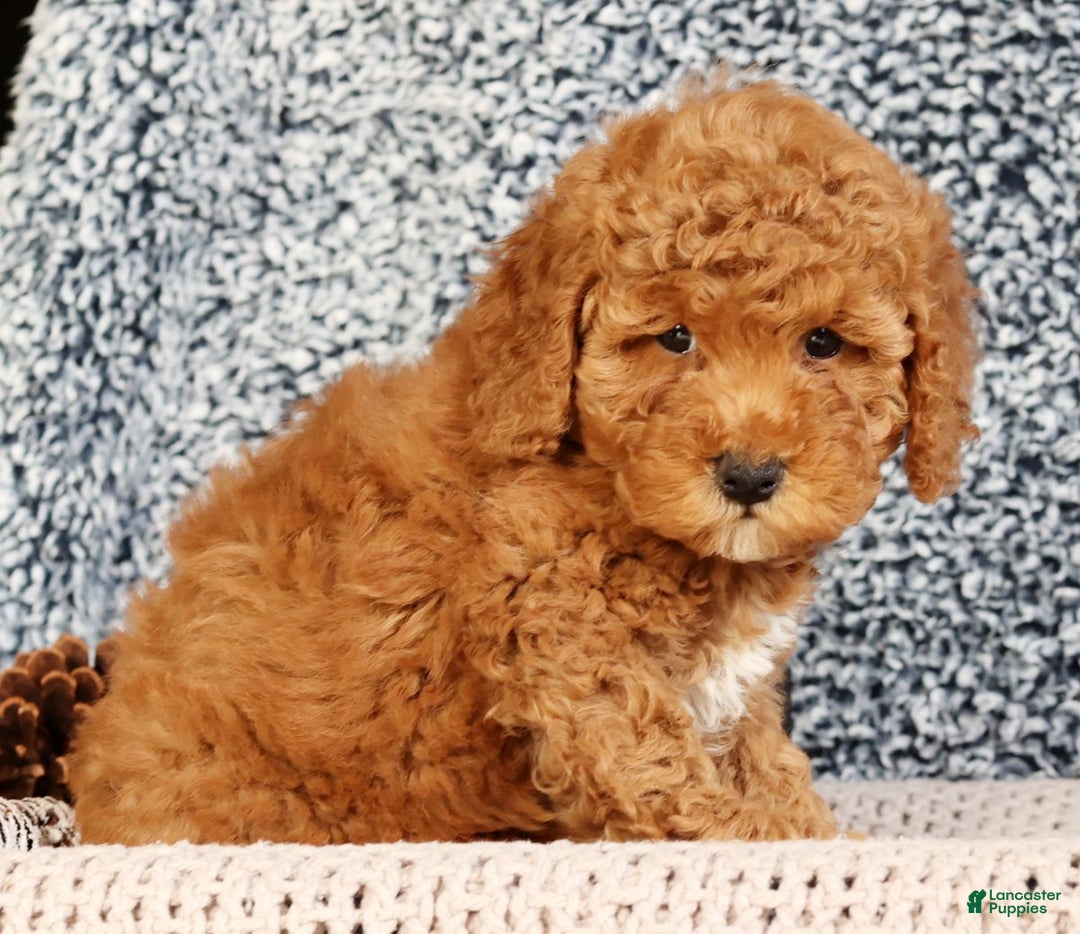Mini Goldendoodle dogs for sale: Gwen - Ad 1