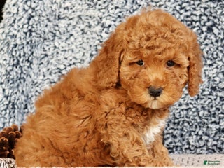 Mini Goldendoodle dogs Gwen - Ad 21