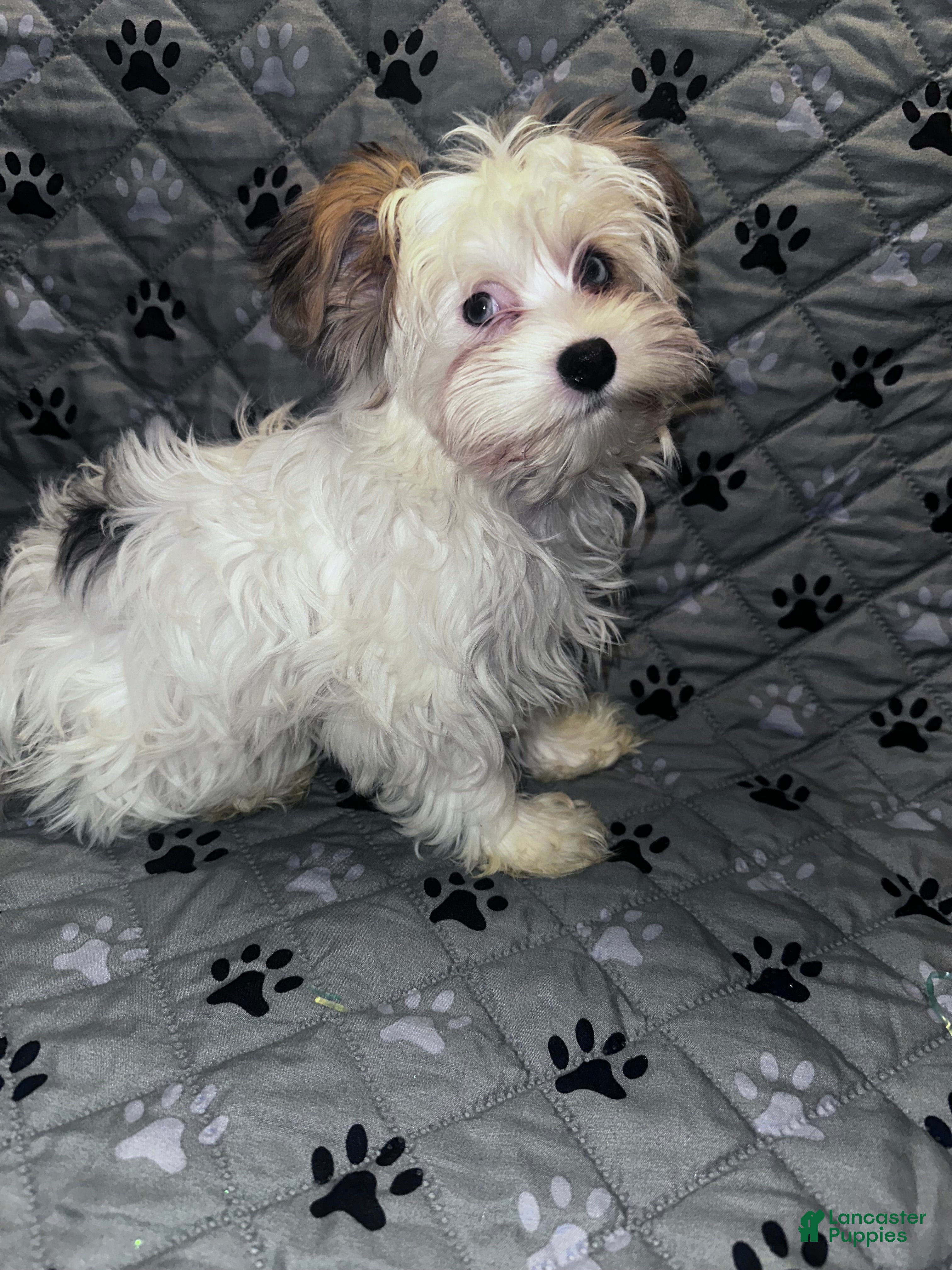 Yorkshire Terrier dogs for sale: Princess - Ad 20