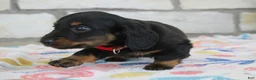 Miniature Dachshund dogs for sale: Alaska - Ad 3