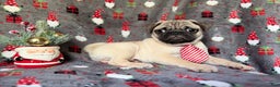 Pug dogs for sale: Claus - Ad 3