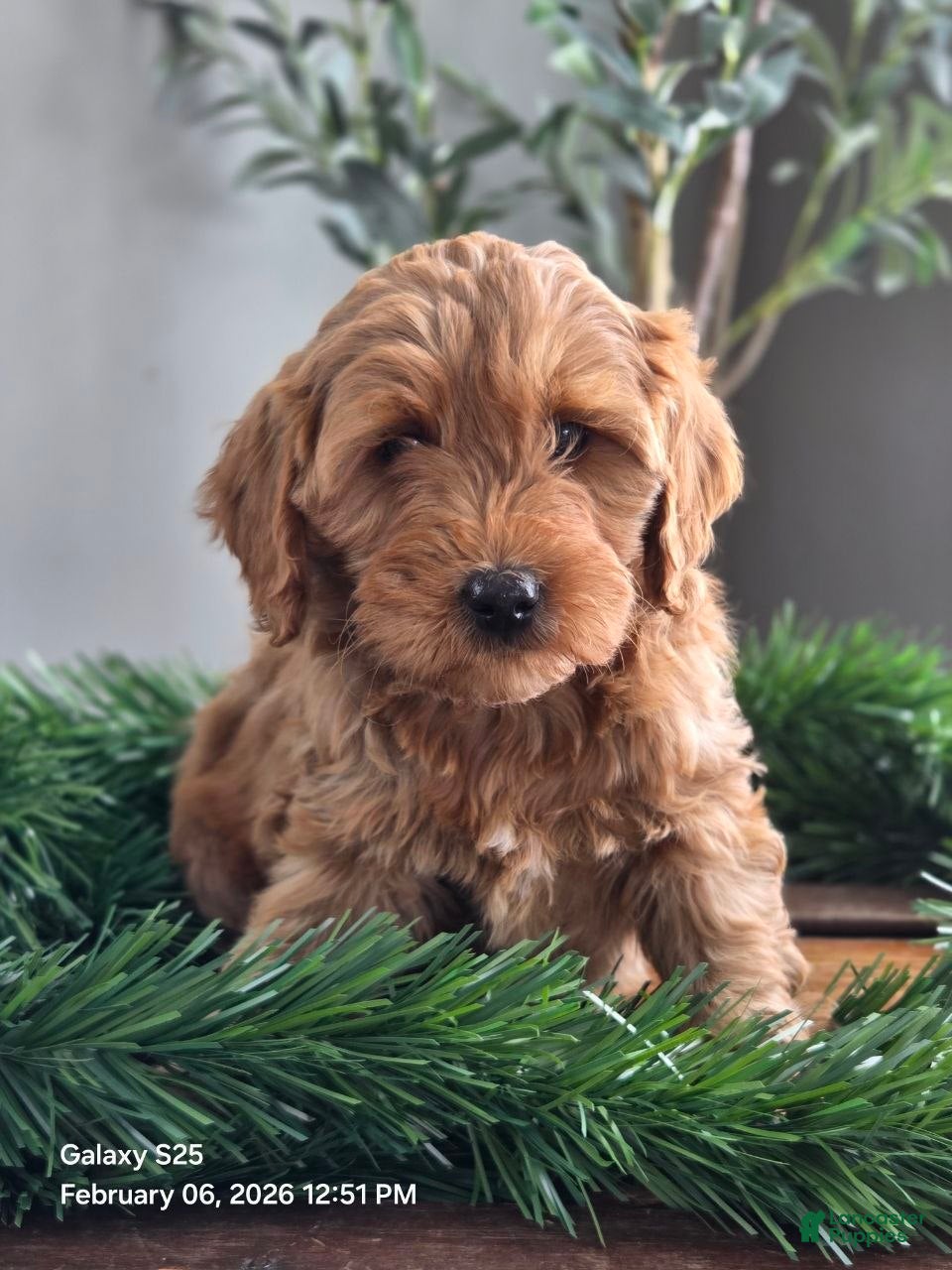 Mini Goldendoodle dogs Ruby - Ad 2