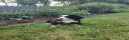 Bernese Mountain Dog dogs for sale: Angie - Ad 1