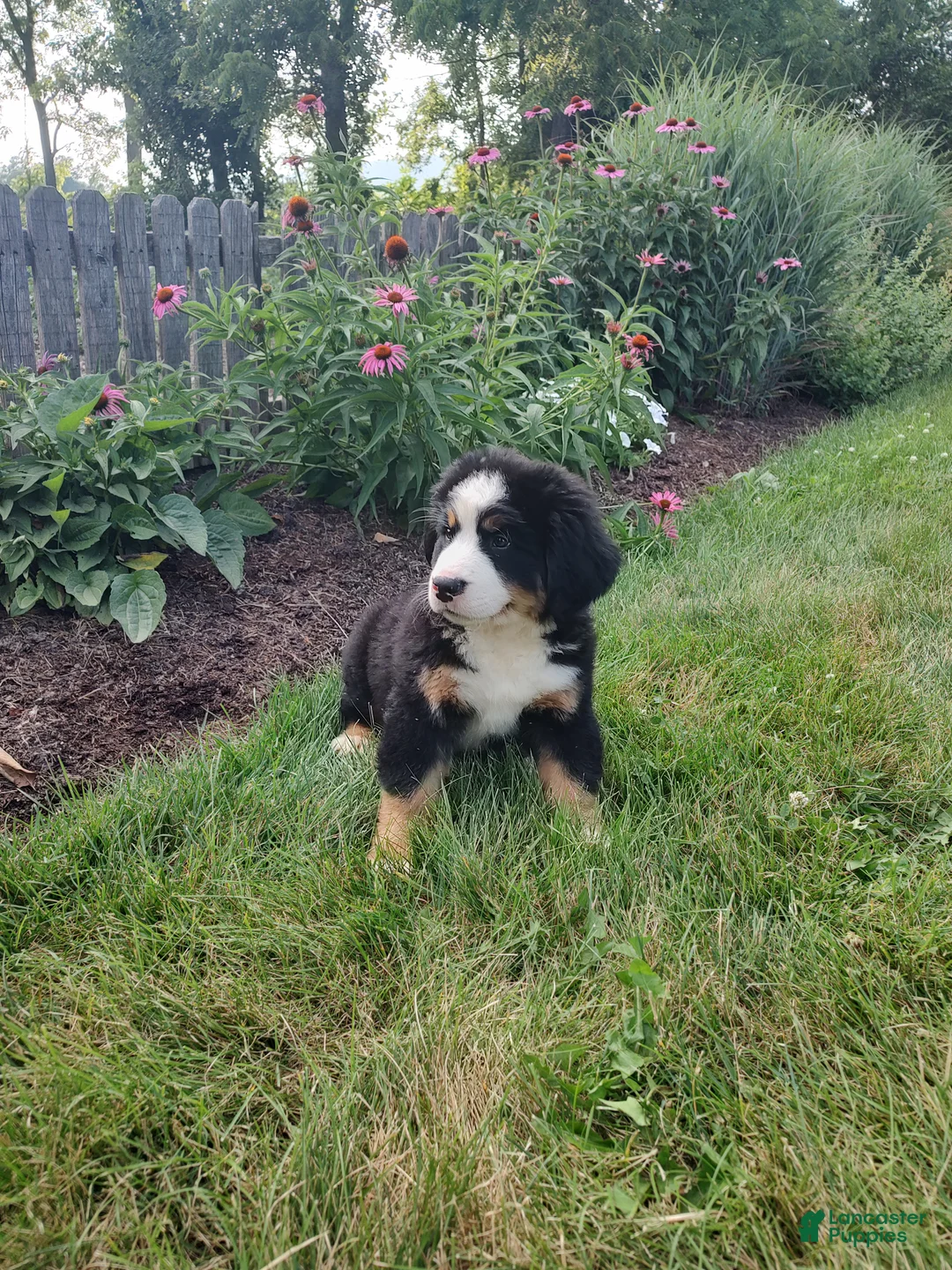 Bernese Mountain Dog dogs for sale: Angie - Ad 1