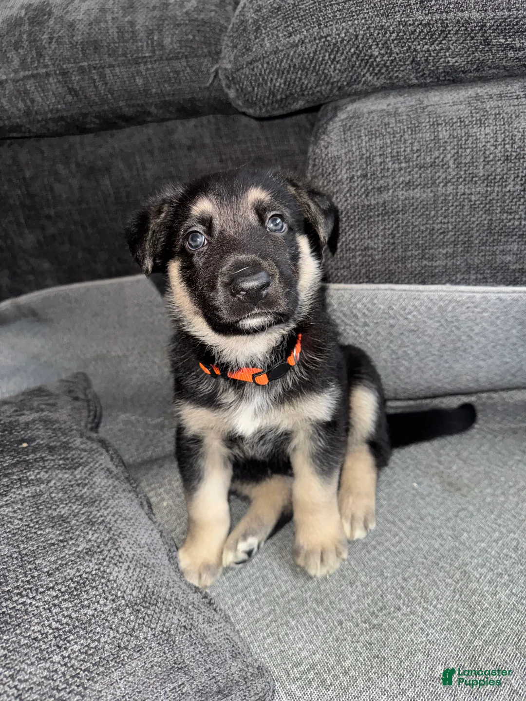 German Shepherd dogs for sale: German Shepherd Puppy 2 - Ad 1