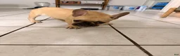 French Bulldog dogs for sale: French Bulldog 1 - Ad 3