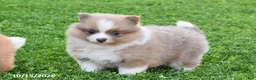 Pomeranian dogs for sale: Autumn - Ad 1