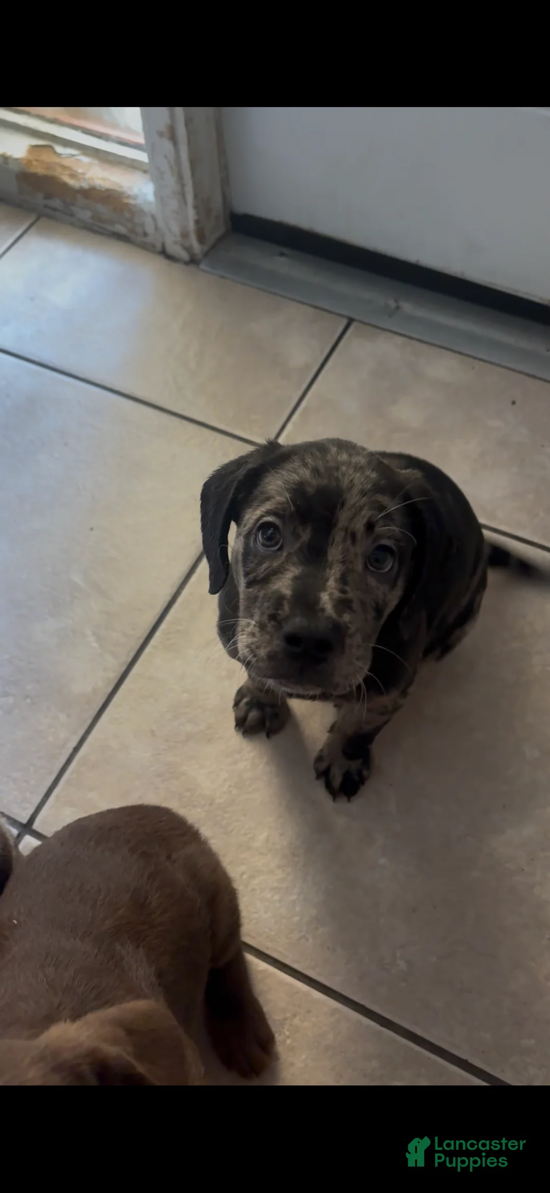 Goldendoodle dogs for sale: Tiny - Ad 2