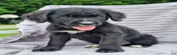 Mixed Breed dogs for sale: Princess Golden Mountain Dog  - Ad 6