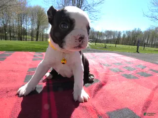 Boston Terrier dogs Boston Terrier Puppy 6 Brook - Ad 42