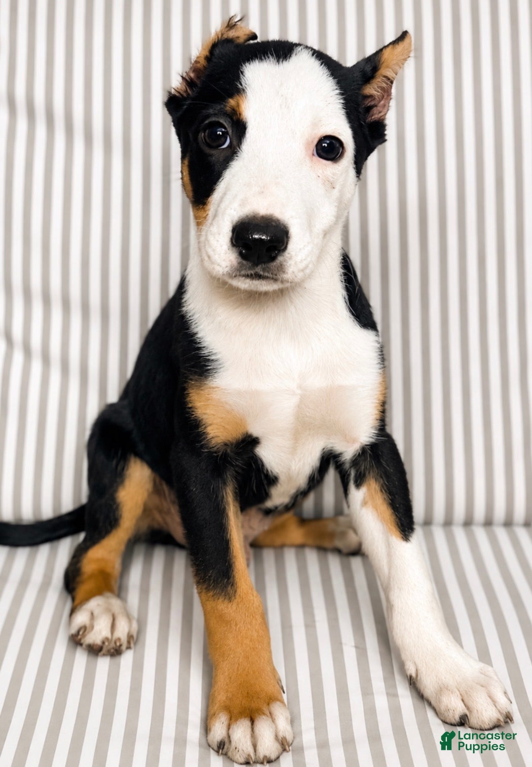 American Pit Bull Terrier dogs for sale: Vinny - Ad 3