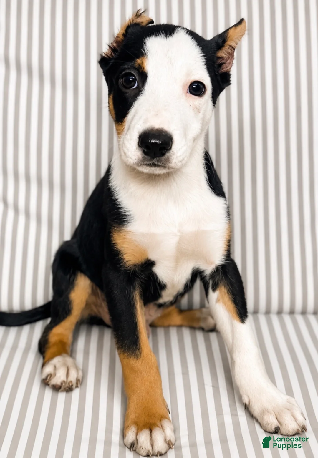 American Pit Bull Terrier dogs for sale: Vinny - Ad 1