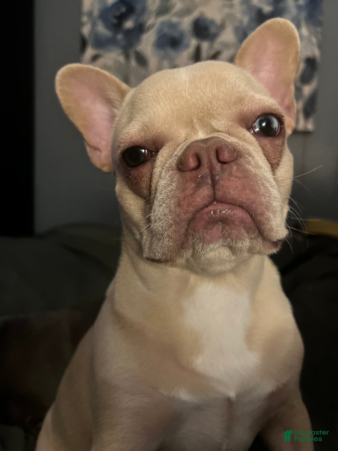 French Bulldog dogs for sale: Koia - Ad 10