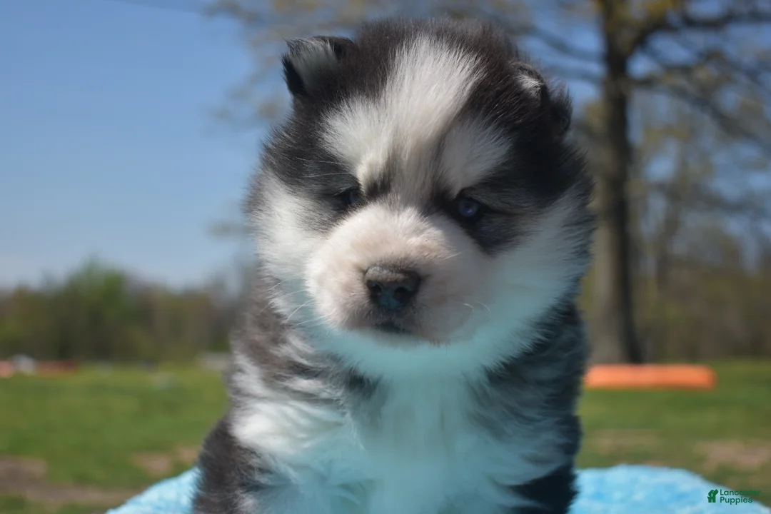 Siberian Husky dogs for sale: Dale - Ad 1