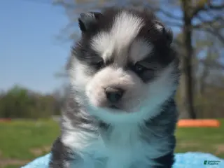 Siberian Husky dogs Dale - Ad 7