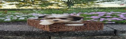 Mixed Breed dogs for sale: Ember - Ad 6