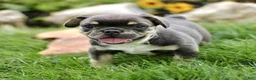 French Bulldog dogs for sale: Buddy  - Ad 4