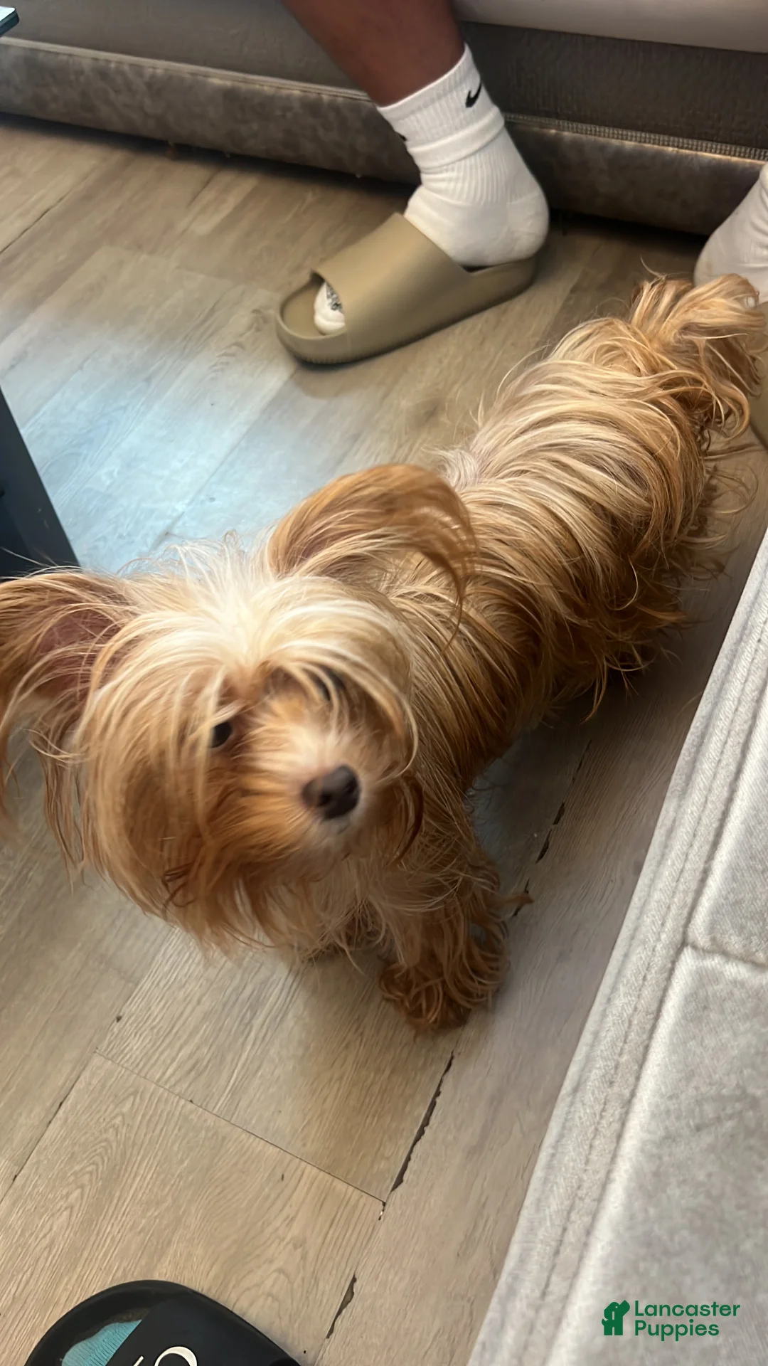Yorkshire Terrier dogs for sale: Yorkshire Terrier Puppy 2 - Ad 2