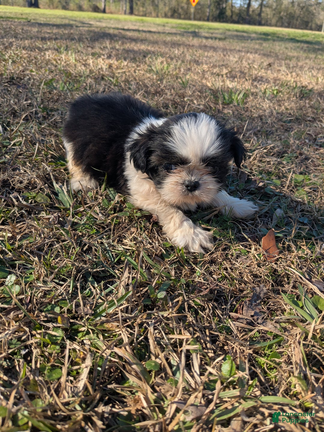 Shih Tzu dogs for sale: Shih Tzu Puppy 1 - Ad 3
