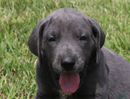 Great Dane dogs Sarge - Ad 9