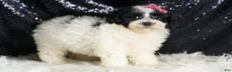 Toy Poodle dogs for sale: Puebla - Ad 5