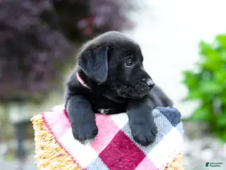 Sheprador dogs for sale: Bingo - Ad 3