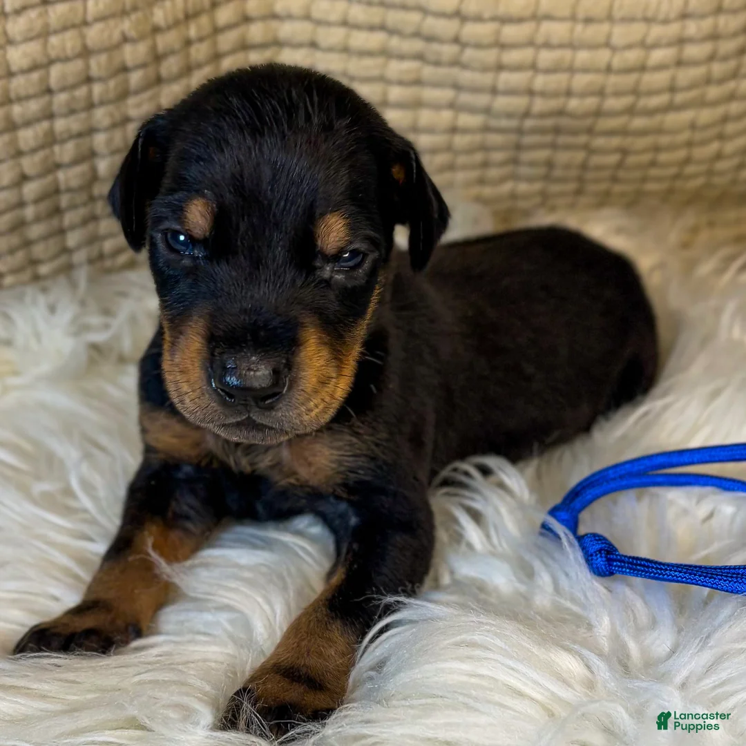 Doberman Pinscher dogs for sale: Blue Collar Male - Ad 1